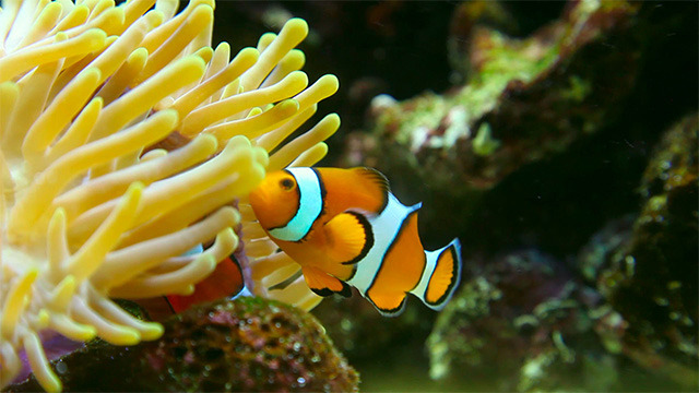 Clown Fish. By Ivz 