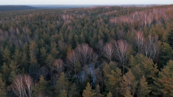 AERIAL: Pine and Birch Forest with Colourful Sunset Light Hitting Trees