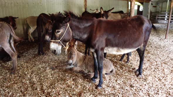 Herd of Donkeys Stand Inside Paddock alt