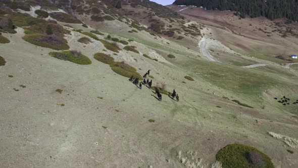 Flying on a Drone Over a Flock of Wild Horses Walking on Green Hills Against the Background of
