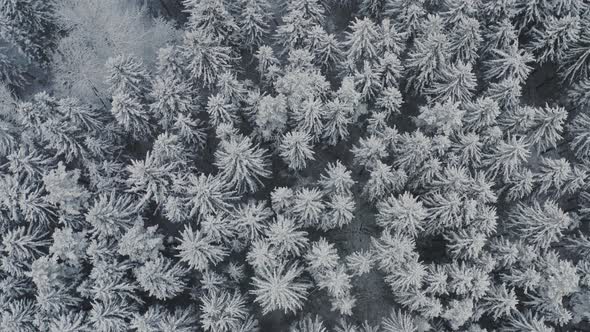 Aerial View Winter Forest with Snow Covered Spruce and Pine Trees alt