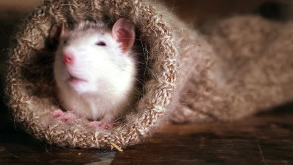 Cute Grey-And-White Rat Peeks Out of a Wool Sock
