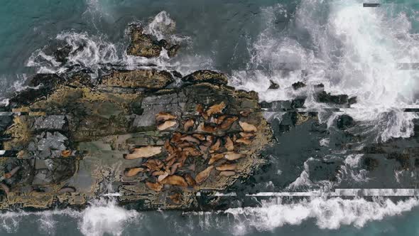 Bird Eye View of Flock of Lying and Resting Sea Lions Which Occuping Entire Rocky Breakwater alt