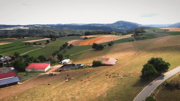 Green pasture with grazing cows. alt