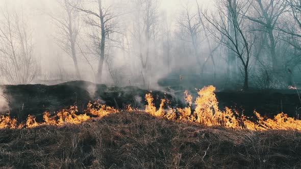 Fire in the Forest Burning Dry Grass Trees Bushes Flame and Smoke Wildfires alt