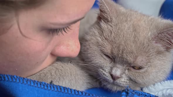 Girl Kisses a Gray Thoroughbred Soapy Kitten Which Lies on the Bed alt