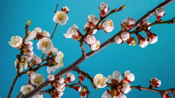 White Flowers Bloom on a Tree Branch alt