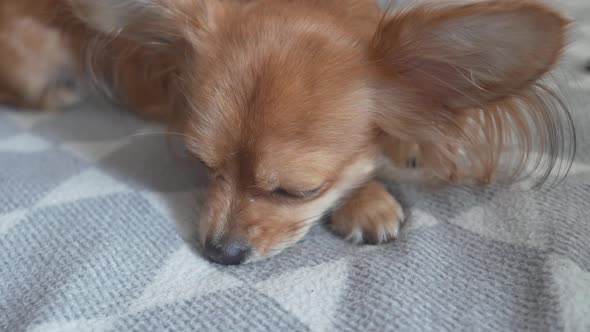 Adorable Funny Longhair Chihuaha Dog Sleeps on Plaid alt