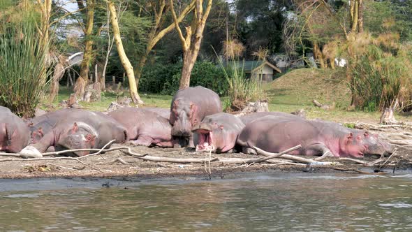 Herd Of Wild Hippopotamus Lies Resting On Shore Of A Reservoir In Africa alt