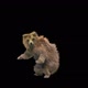 188 Bear Standing Jump HD - VideoHive Item for Sale