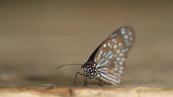 panning shot of Dark Blue Tiger butterfly (Tirumala septentrionis) on wood alt