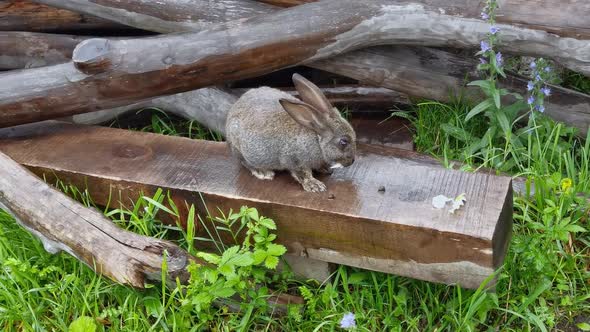Rabbit Outdoor Portrait