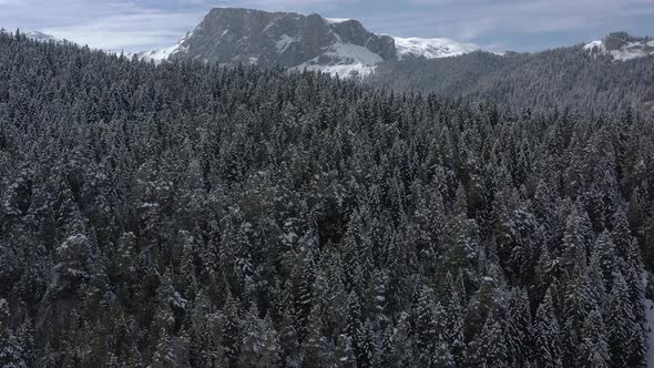 Bird's-eye view of the winter forest on the mountain