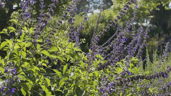 Slow motion of honey bees flying between purple flowers in a garden collecting pollen