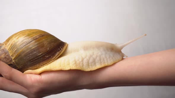 One big ahatina snail on the woman's hand