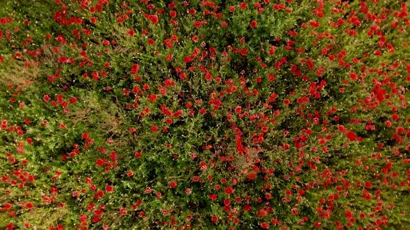  Drone Footage of Flight Over Red Field of Poppies alt