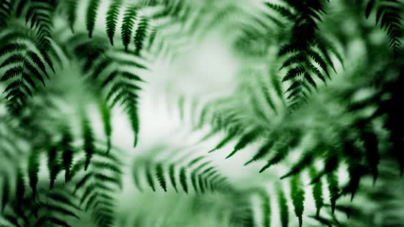Green fern leaves behind the glass. Blurry vision. Nature. Botany. Seamless loop alt
