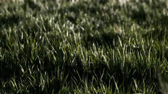 Soft Defocused Spring Background with a Lush Green Grass alt