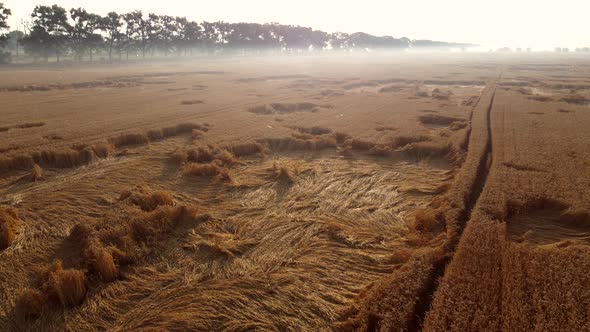 Flying Over a Wheat Field on an Early Summer Morning alt