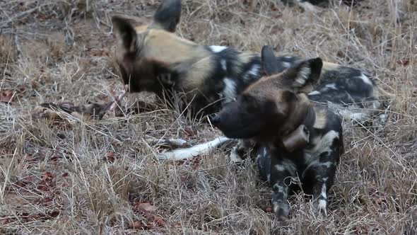 African Wild Dogs Chewing the Carcass of a Young antelope (Steenbuck) alt