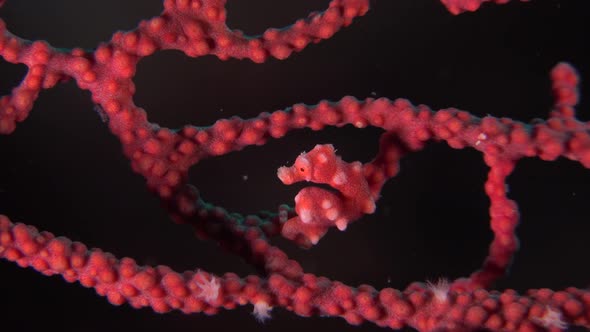 Pygmy Seahorse denise. A Denise pygmy seahorse turning inside red sea fan. alt