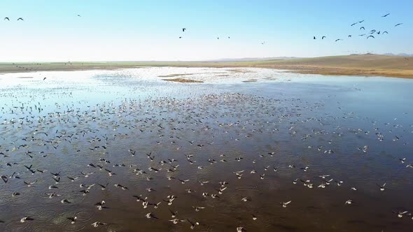 Lesser White-Fronted Geese Flock In Flight alt