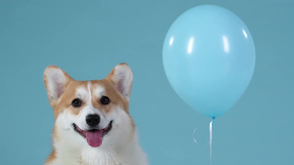 Portrait of a Welsh Corgi Pembroke with His Tongue Sticking Out Next to a Balloon alt