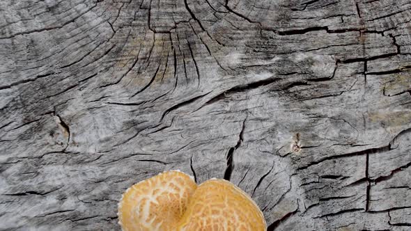 A Mushroom growing out of a tree. alt