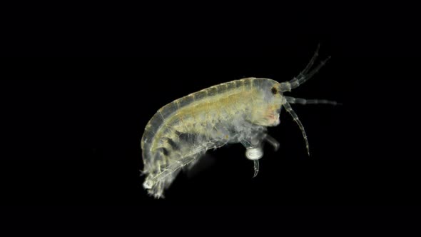 Amphipoda Gammarus Hyalella Azteca Crayfish Under the Microscope alt