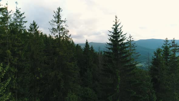Coniferous Forest in the Carpathians