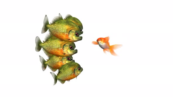 Goldfish Trying to Survive Telling Tales to Piranhas