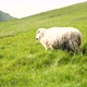 Faroese Sheep Graze on the Green Hills of Kalsoy Island - VideoHive Item for Sale
