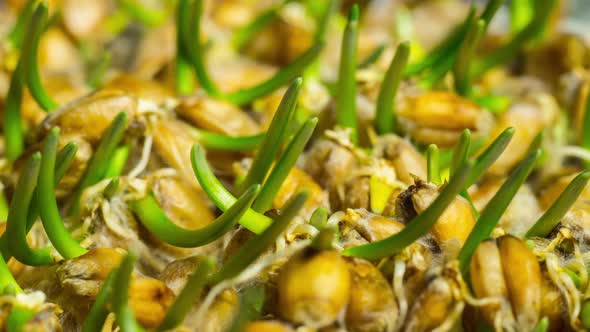 Wheat seeds sprout for dietary nutrition, time lapse alt