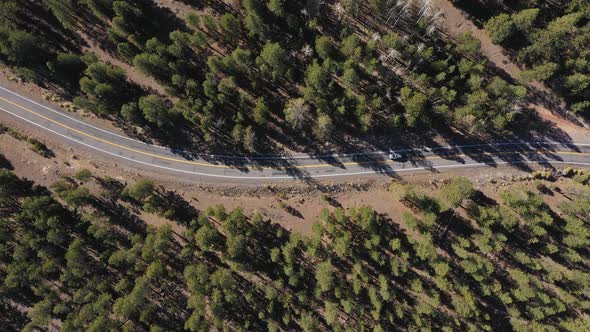 Vehicle Drive On Asphalt Road Crossing A Huge Pine Forest On A Sunny Summer Day alt