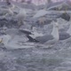 Flock of Seagulls Hunting Fish on a River - VideoHive Item for Sale