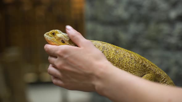 Zoo Keeper, Mistress Stroking Iguana with Her Hand. Close-up alt