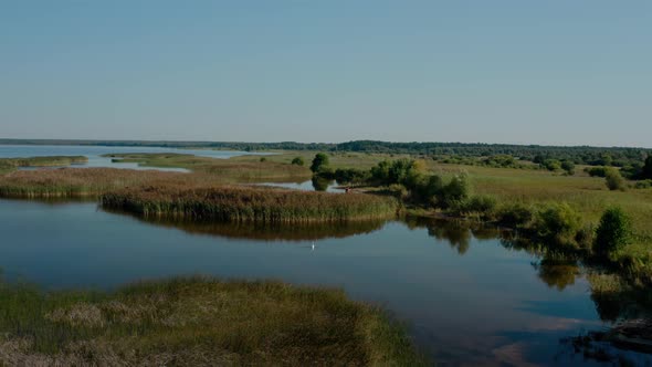 Aerial Drone View, Great White Heron Walks Through the Water in Search of Food in Lake and Takes Off alt