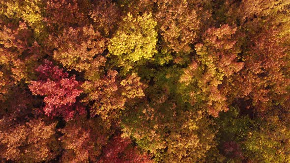 Drone flying over the autumn forest. Vibrant natural background of colorful forest.