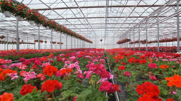 Large Glass Greenhouse with Flowers. Growing Flowers in Greenhouses. Interior of a Modern Flower alt