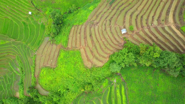 An aerial view over the beautiful rice terraces alt