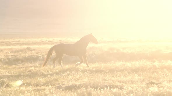 Wild horse runs through a field and past the sun peaking over mountain top alt