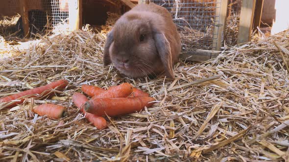 Rabbit eats carrots in rabbit hutch alt