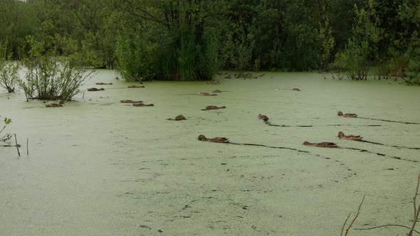 A lot of ducks are moving in different directions in the water of swamp