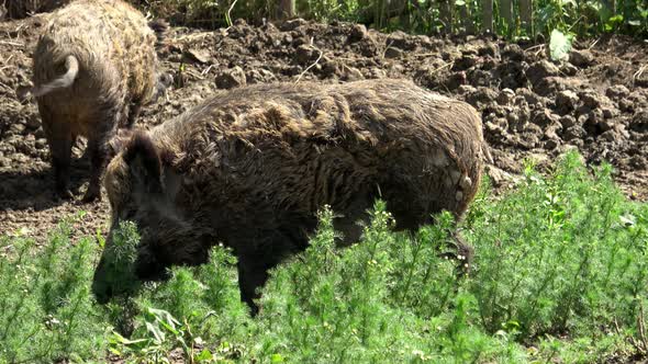 Two fierce wild boars, sus scrofa