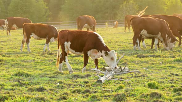 Cows graze in the meadow and eat grass.