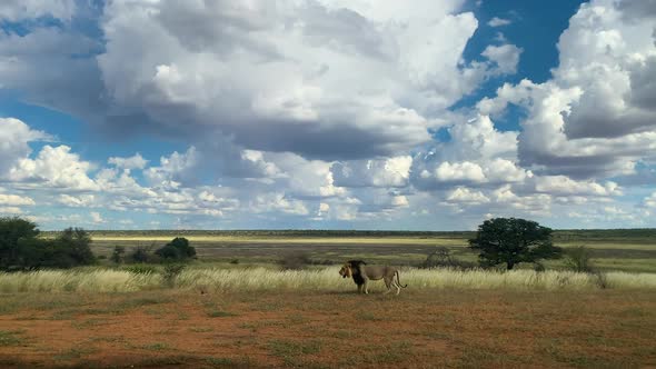 Old  Black-Maned Lion Walking Across The Arid Field Under A Cloudy Sky In Kgalagadi Transfrontier Pa alt