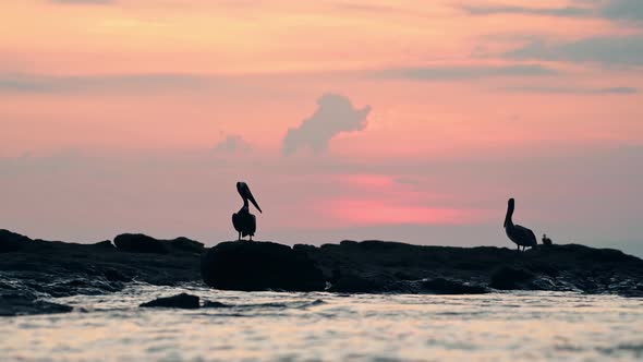 Bird Silhouetted Against Sunset, Brown Pelican (pelecanus occidentalis) Silhouette Sitting on Rocks alt