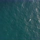 Aerial Shot Over the One Wild Whale Surrounded with Vast Ocean Area. Watching Wildlife - VideoHive Item for Sale