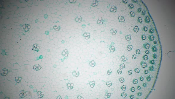 Stem of Monocotyledon Transversal Section Cut Under the Microscope 40x alt