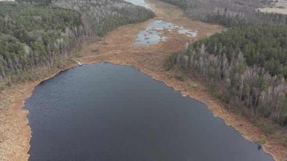 AERIAL: Reveal of Marsh and Ponds Surounded with Pine Tree Forest